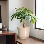 8 Inch Plant Pot - Image 3