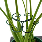 4PCS Green Iron Monstera Support, Uniquely Designed Plant Support Stakes by Unknown