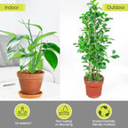 6 Pack Plant Support Stakes for Indoor Plants, 27.56 Inch Twig Plant Sticks - Image 7