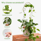 2 Pack U-Shaped Clear Acrylic Trellis - Image 3