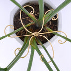 Monstera Plant Stem Support Set of 5 by Yohsnor