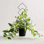 Indoor Plant Trellis for Climbing Plants, 16inch Small Garden Metal Trellis for - Image 9