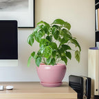 6 Inch Plant Pot - Image 7