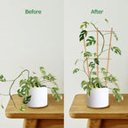 Bamboo Trellis 10 Pack, 16in Fan-Shaped Plant Trellis Indoor - Image 5