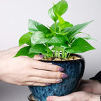 Ceramic Modern Glaze Succulent Planter Pot - Image 6