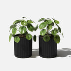 Veradek Demi Series Demi 6" Planter w/Tray - Image 6