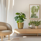 Ceramic Plant Pots - Image 7