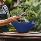 Bonsai Tree Pot 13 Inch - Image 4