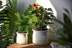 Phoenix Vine 6 Inch 4 Inch Self Watering Planter Pots, Design White Terracotta - Image 2