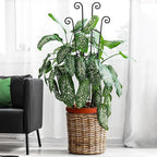 32.6in Plant Trellis for Climbing Plants Indoor Outdoor, Expandable Large Metal - Image 8