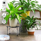 Garden Gifts Plant Lovers Gifts 3 Packs Black Metal Plant Stand - Image 2