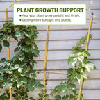 Avalution 10 Pack Bamboo Trellis - Image 2