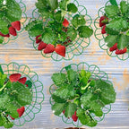 Iceyyyy 6 Pack Strawberry Plant Stand Supports-Strawberry Plant Support Stand - Image 5