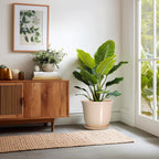 Ceramic Plant Pots - Image 6
