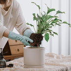 8 Inch Plant Pot: Ceramic Planter - Image 3
