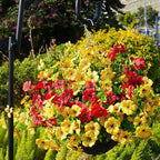 Artificial Flowers for Outdoor, UV Resistant Fake Silk Flowers, Realistic Faux - Image 5