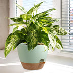 10/9/8 inch Self Watering Pots, Plant Pots - Image 6