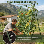Miory Cucumber Trellis for Raised Beds, 2 Pack 32x48" A-Frame Garden Trellis - Image 4