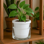 D'vine Dev 6 Inch Design Self Watering Planter - Image 5