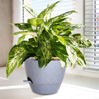 Big Self Watering Pots 12/10/9 inch, Plant Pots - Image 6