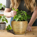 Indoor Plant Pot 6 Inch - Image 5