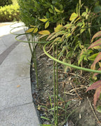 10-Pack Plant Support Stakes, Heavy Duty Steel Plant Stakes as Monstera Plant - Image 6