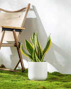 vancasso 6 Inch Ceramic Plant Pots, Planters - Image 8