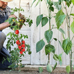 250 Pcs Tomato Clips, Plant Support Clips and J Tomato Hooks, Plastic Trellis - Image 6