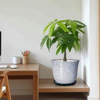 Ceramic Planter - Image 7