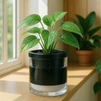 D'vine Dev 6 Inch Design Self Watering Planter - Image 4