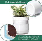 Phoenix Vine 6 Inch Self Watering Planter - Image 4