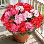 Artificial Geraniums Flowers for Outdoors, 6 Bundles Realistic Silk Fake by AmberFun