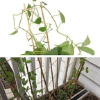 Avalution 10 Pack Natural Bamboo Trellis - Image 5