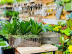 Wooden Planter Box with Handle, Rose Wood, Plastic Liner l Garden Decor l - Image 6