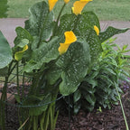 MTB Supply 5 Pack 16 x 24 inch Peony Cages, Grow Through Plant Support Stakes - Image 5