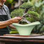 Ceramic Bonsai Pots - Image 4