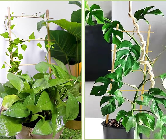 Avalution 5 Pack Bamboo Trellis - Image 6