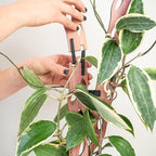 Treleaf Zella Grande Extension Kit - Image 4