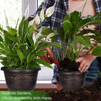Plastic-Plant-Flower-Planters-10 Inch - Image 6
