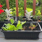 6 Pack 17 Inch Flower Window Box, Plastic Vegetable Planters Long Pots - Image 6