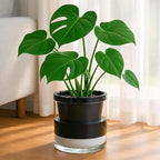 D'vine Dev 8 Inch Design Self Watering Planter - Image 4