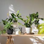 HDCRYSTALGIFTS 6 Pack Small Trellis - Image 6