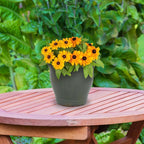 Sunnydaze Round Ceramic Planter - Image 9