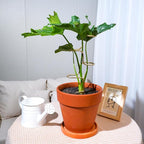3PCS Indoor Plant Support – Durable Metal Garden Stakes - Image 5