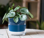 D'vine Dev 6 Inch Design Self Watering Planter - Image 7