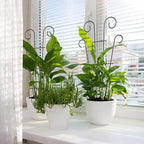 4 Pack 23'' Indoor Plant Trellis - Image 3