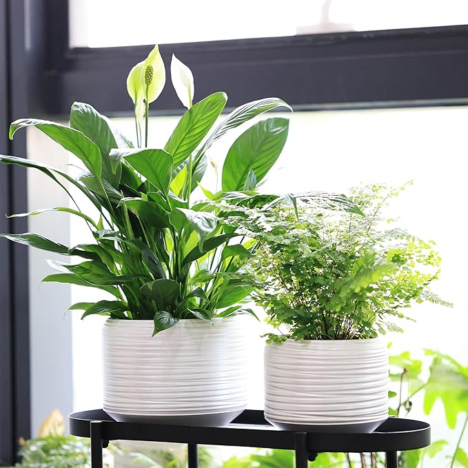 8 Inch + 6 Inch Ceramic Plant Pots Indoor - Image 3