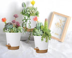 12 Pack 4 Inch Self Watering Plant Pots - Image 5