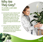 Mini Twigs Plant Support Stakes - Image 5