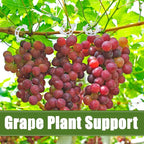Anyumocz 400Pcs Plant Support Garden Clips, Plastic Grape Tomato Support Clip - Image 6
